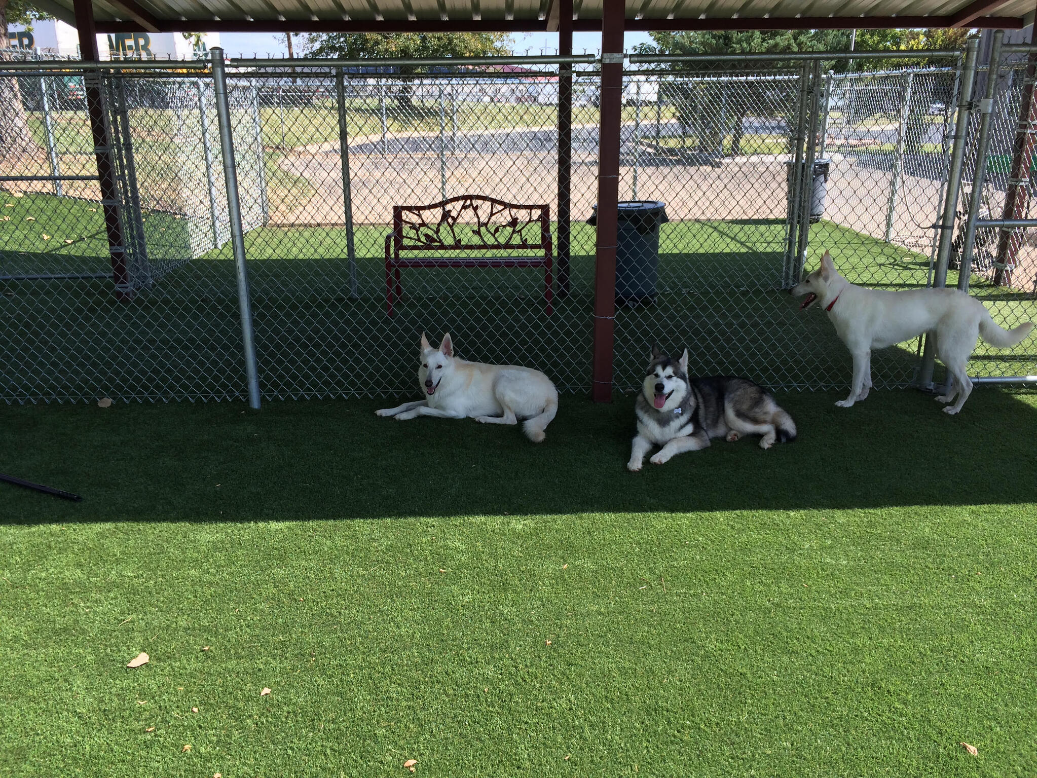 Pet-Friendly Artificial Turf - Artificial Turf of Wylie in Wylie, TX